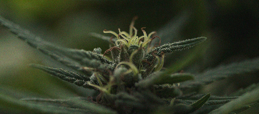The Importance Of Pistils To Cannabis Growers The Importance Of Pistils To Cannabis Growers