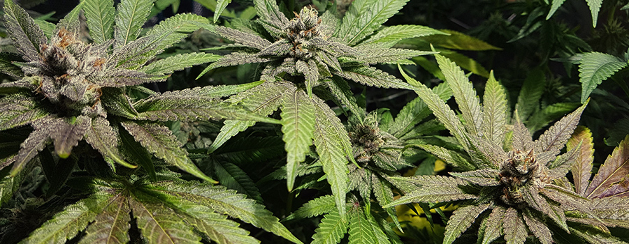 Bubble Kush Bubble Kush