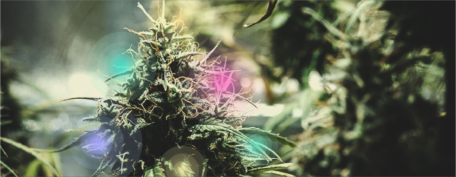 Nieuwe cannabinoïden, terpenen en het entourage effect