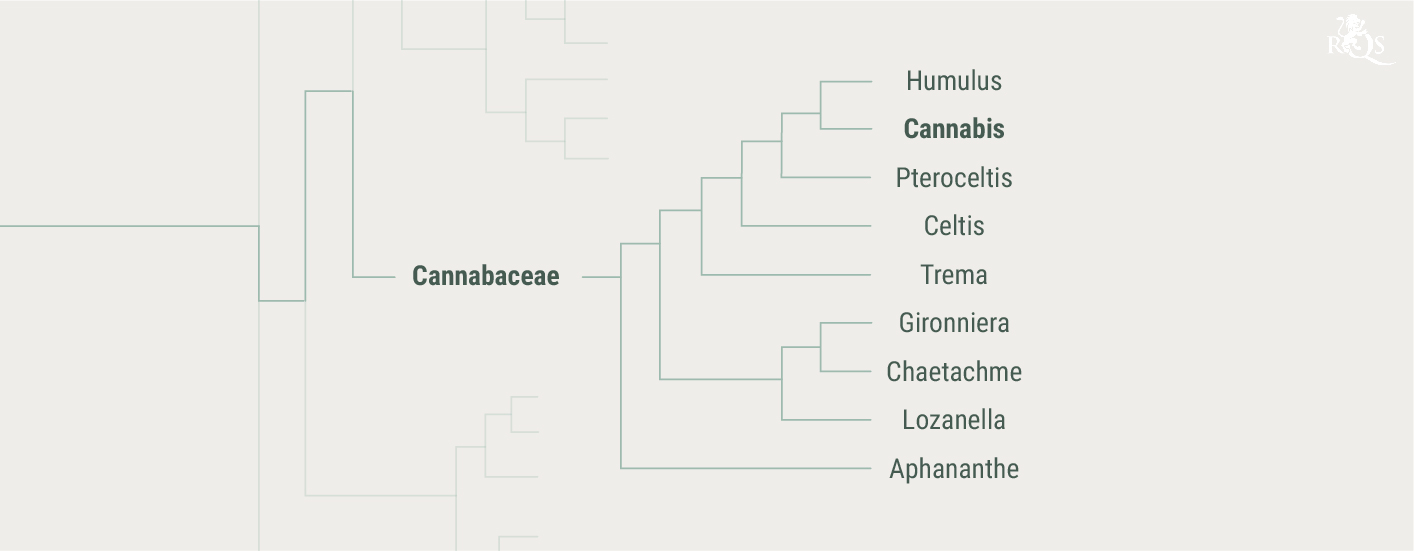 Achtergrond van Cannabaceae Achtergrond van Cannabaceae