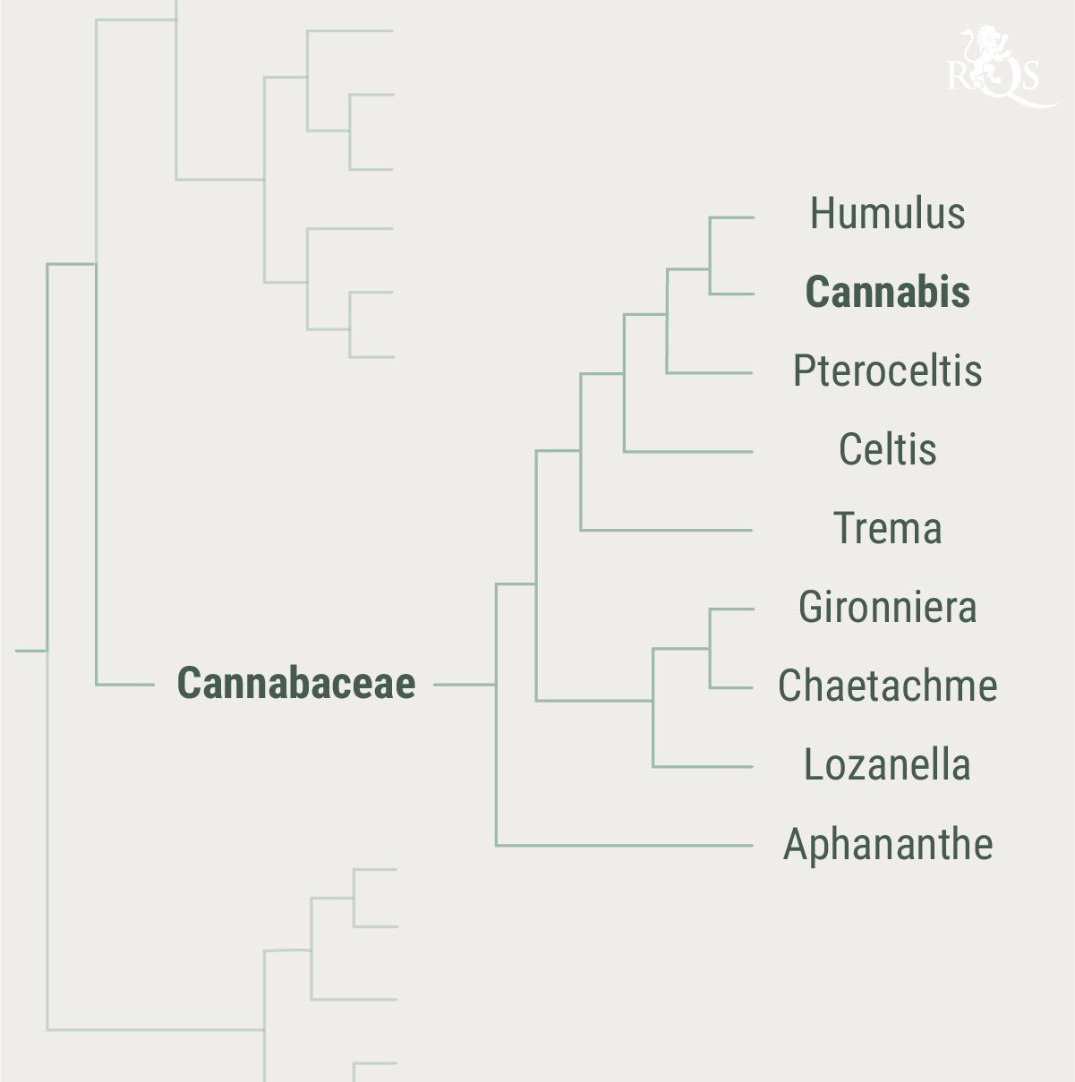 Achtergrond van Cannabaceae Achtergrond van Cannabaceae