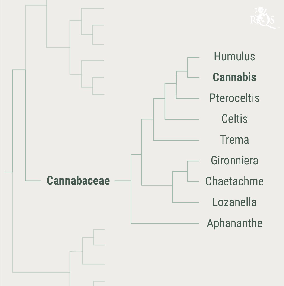 Achtergrond van Cannabaceae