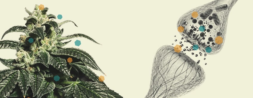 Interactie tussen Cannabis en Chemotherapie Interactie tussen Cannabis en Chemotherapie