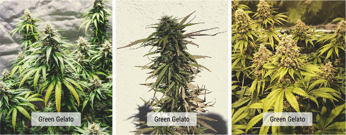 Cultivars vs. strains: wat is het verschil?