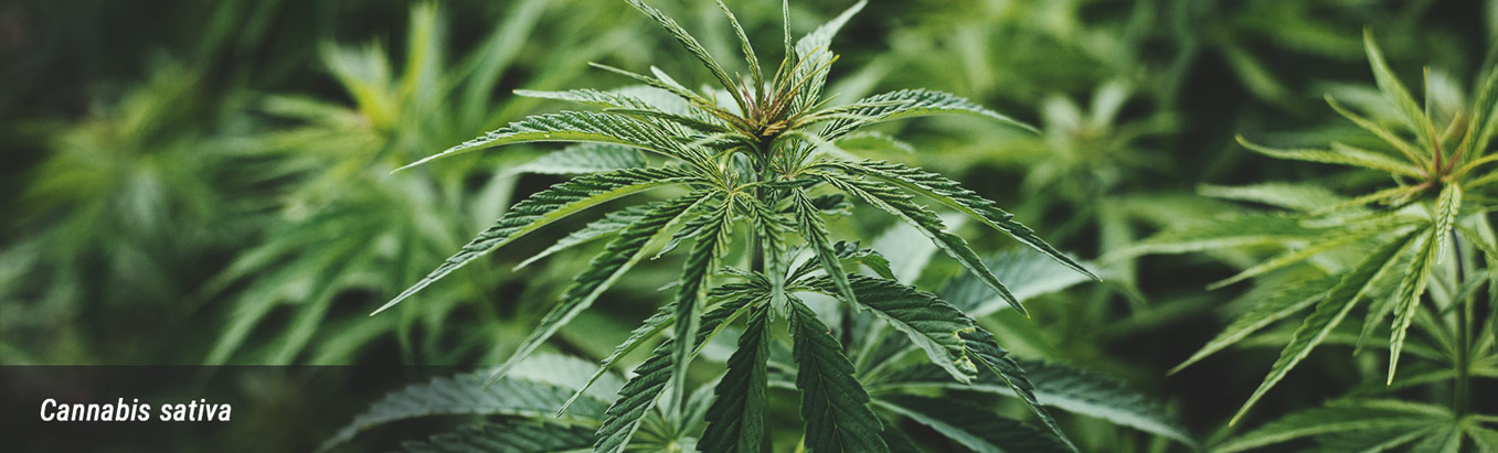 Cannabis Cannabis