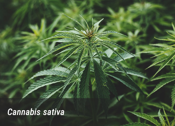 Cannabis Cannabis