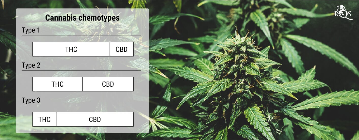 Wat zijn cannabis chemotypes?