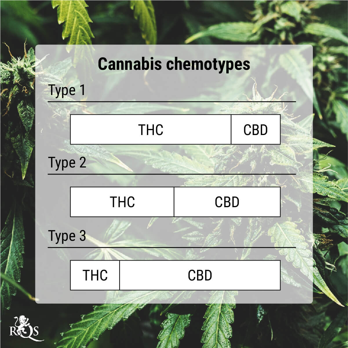 Wat zijn cannabis chemotypes?
