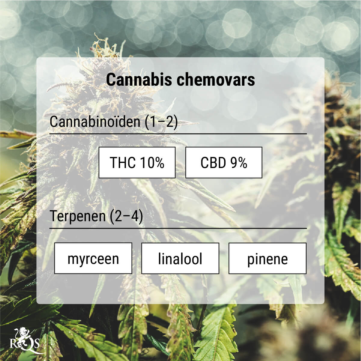 Cannabis chemovars: een nauwkeuriger manier van classificeren