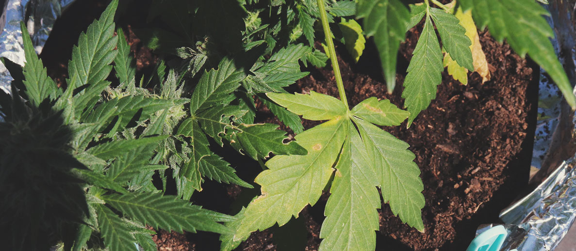 What Cannabis Leaves Can Tell You