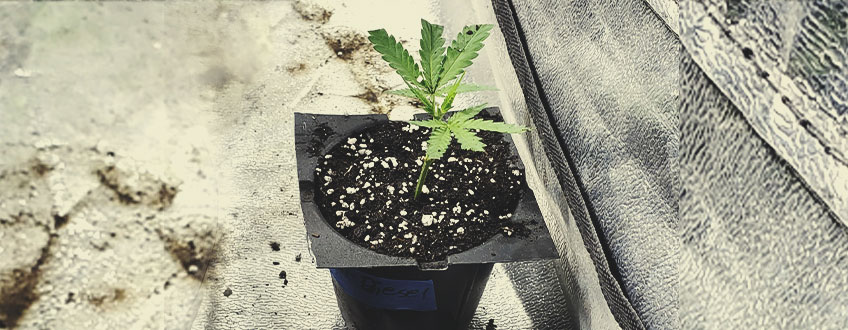 Kun Je Cannabisplanten Klonen Zonder Wortelgel?