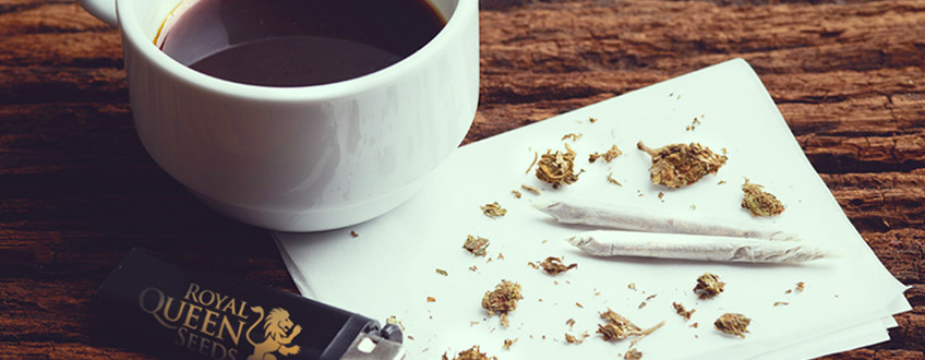 KOFFIE WEED CANNABIS Royal Queen Seeds