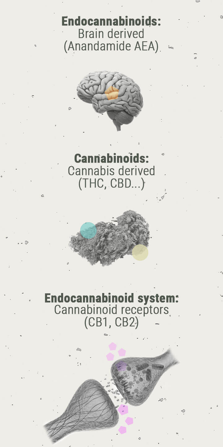 De Chemie van de Cannabis-high De Chemie van de Cannabis-high