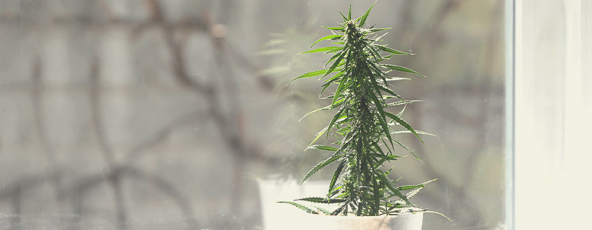 Het Uitkiezen van de Beste Plaats om Je Wietplanten te Kweken Het Uitkiezen van de Beste Plaats om Je Wietplanten te Kweken