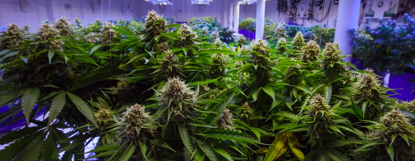 Cannabis industrie duitsland