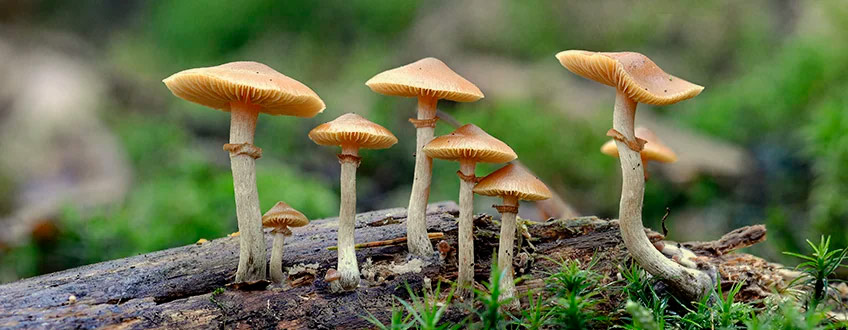 Magische paddenstoelen