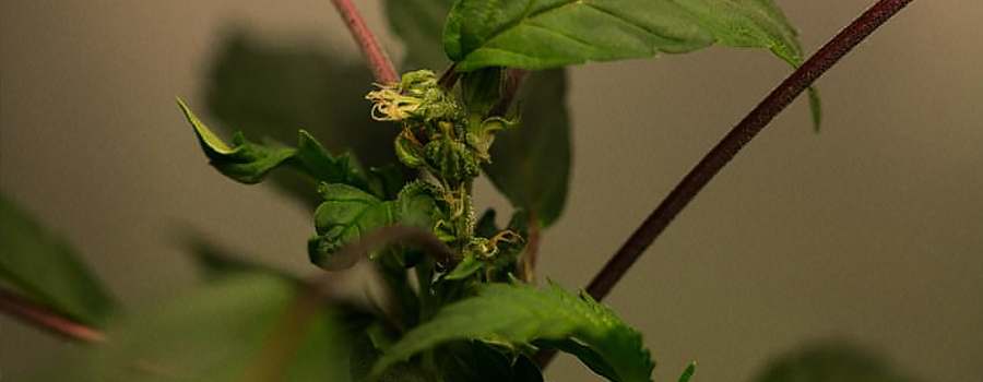 Waarom zou Je Cannabisplanten Re-Vegeteren?