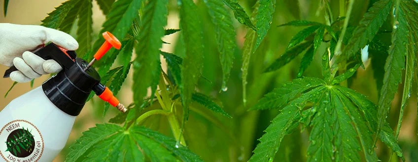 how to use neem oil cannabis 