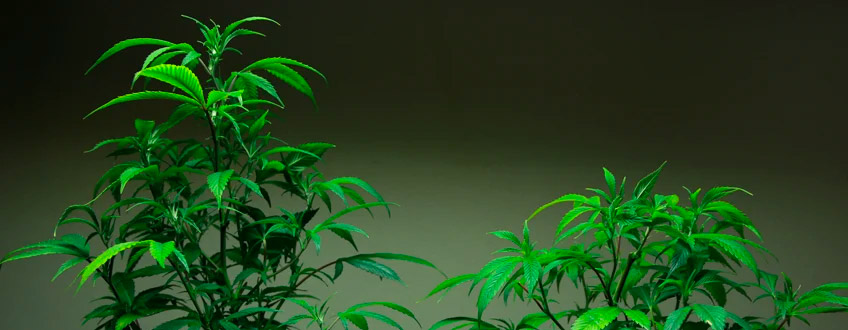 Vergelijkende topping Cannabis plant
