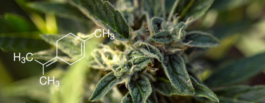 Terpinolene terpene cannabis