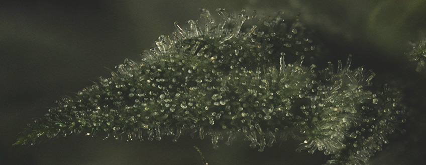 HET BELANG VAN TERPENEN IN WIET HET BELANG VAN TERPENEN IN WIET