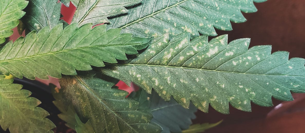 What Cannabis Leaves Can Tell You