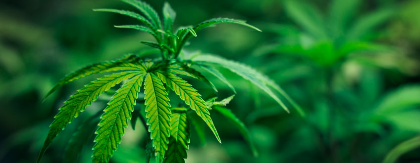 Zink deficiency cannabis plant
