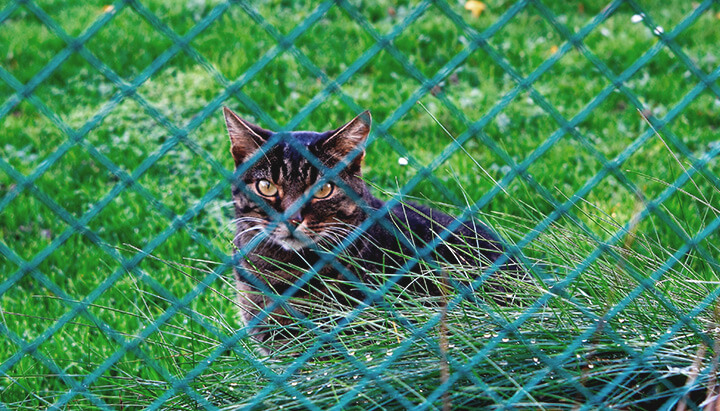 How to keep cats away from your cannabis plants