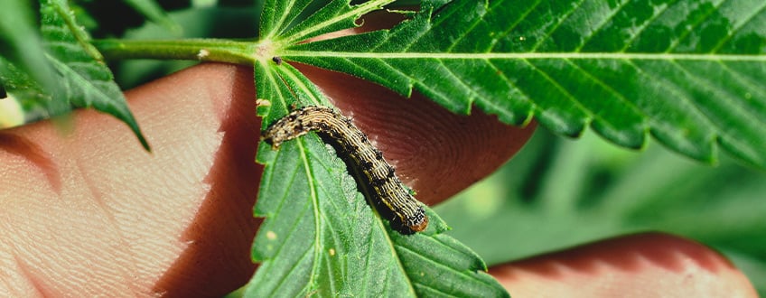 RUPSEN VAN CANNABISPLANTEN VERWIJDEREN