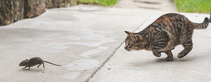 Cat chasing a rat