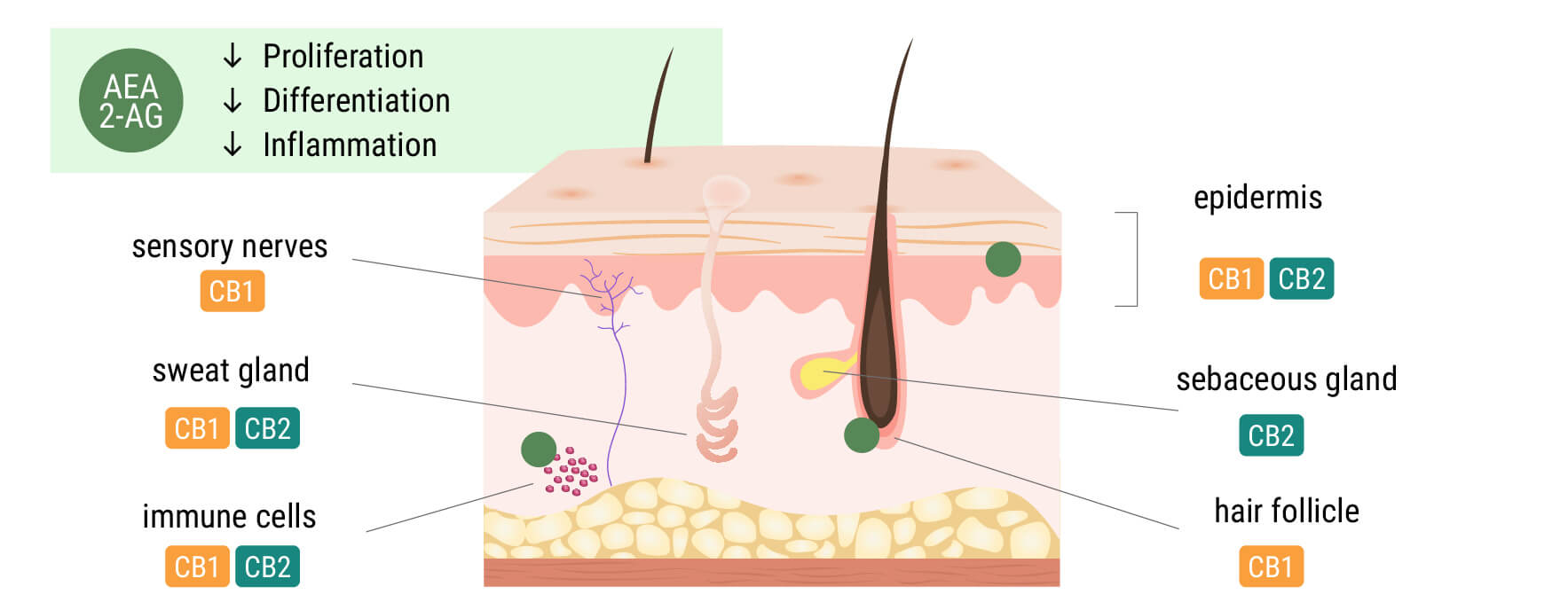 Het endocannabinoïdesysteem in de huid