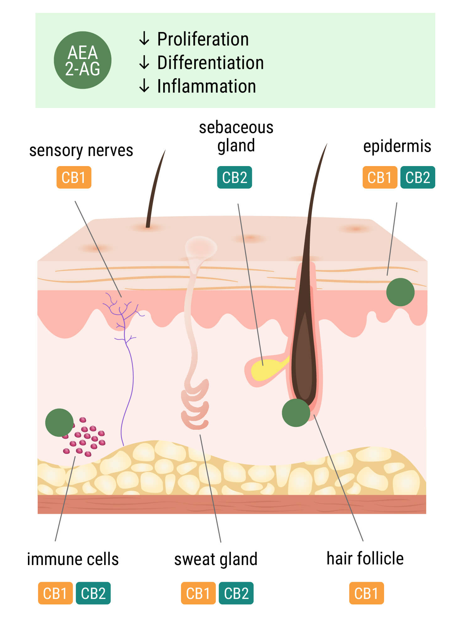 Het endocannabinoïdesysteem in de huid Het endocannabinoïdesysteem in de huid