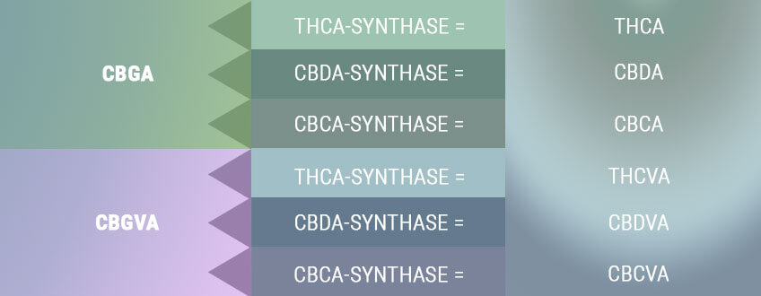 BIOSYNTHESE LEIDT TOT ZUURVORMEN VAN PRIMAIRE CANNABINOÏDEN BIOSYNTHESE LEIDT TOT ZUURVORMEN VAN PRIMAIRE CANNABINOÏDEN