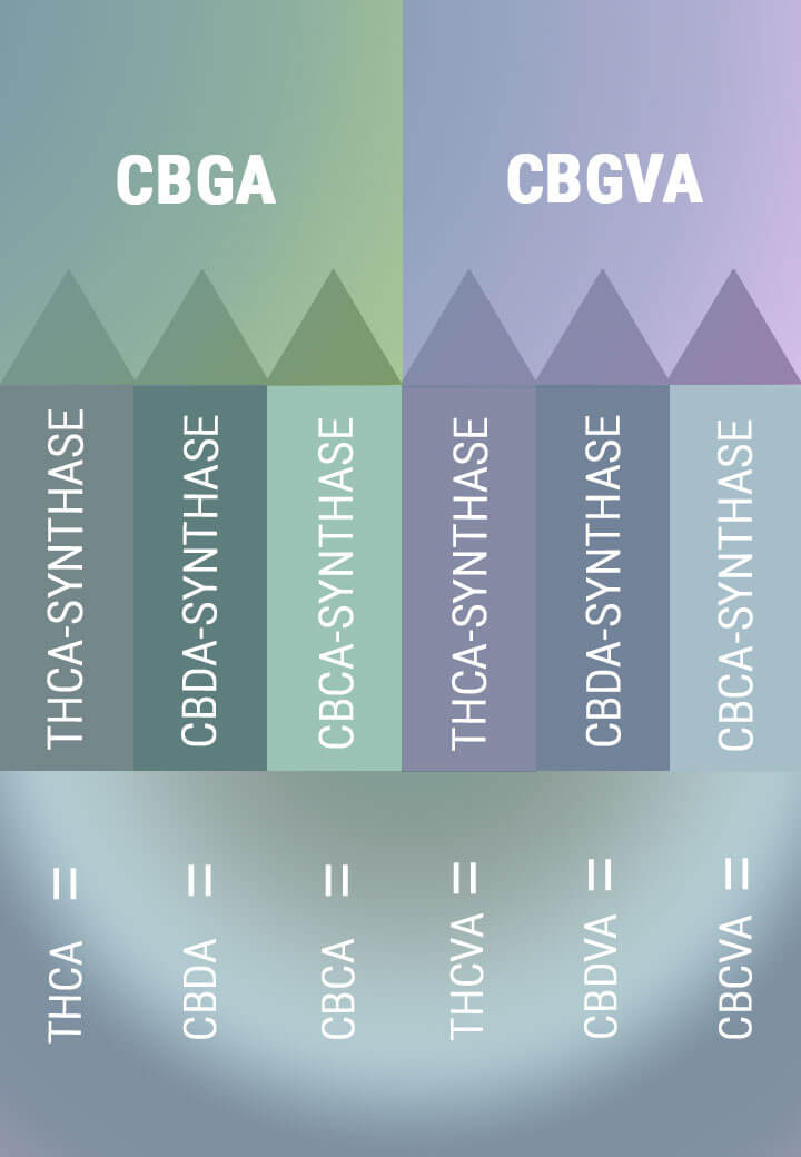 BIOSYNTHESE LEIDT TOT ZUURVORMEN VAN PRIMAIRE CANNABINOÏDEN BIOSYNTHESE LEIDT TOT ZUURVORMEN VAN PRIMAIRE CANNABINOÏDEN