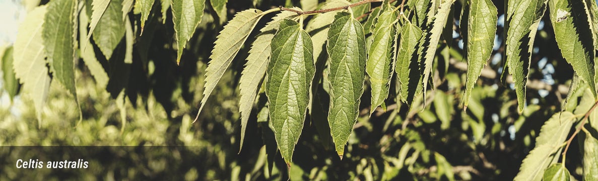 Celtis Celtis