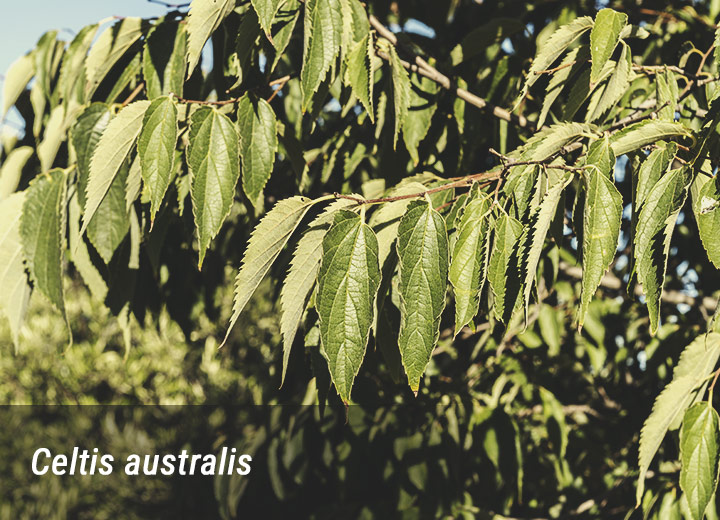 Celtis Celtis