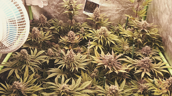 Chocolate Haze Chocolate Haze