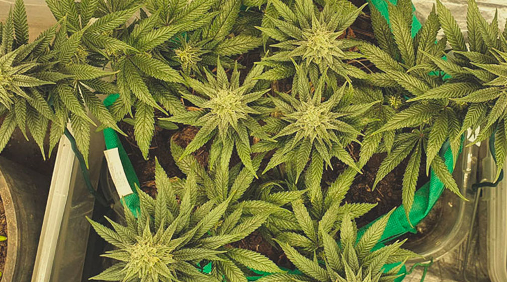 Chocolate Haze Chocolate Haze