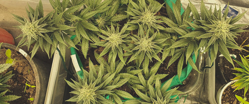 Chocolate Haze Chocolate Haze