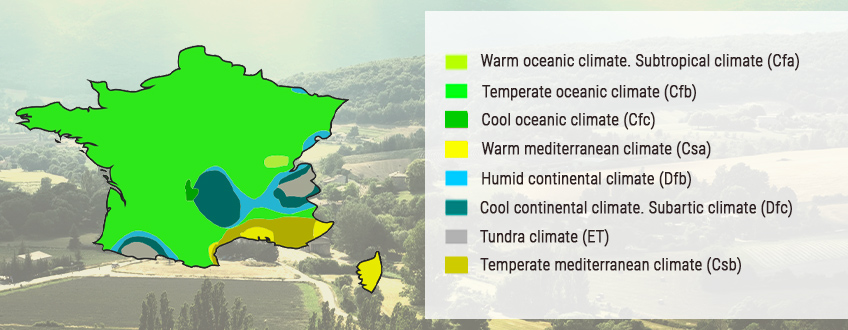 A GUIDE ON GROWING CANNABIS OUTDOORS IN FRANCE