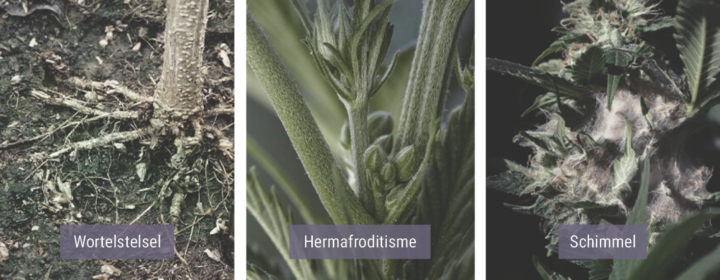 Hoe Beïnvloedt Koud Weer Je Wietplanten?