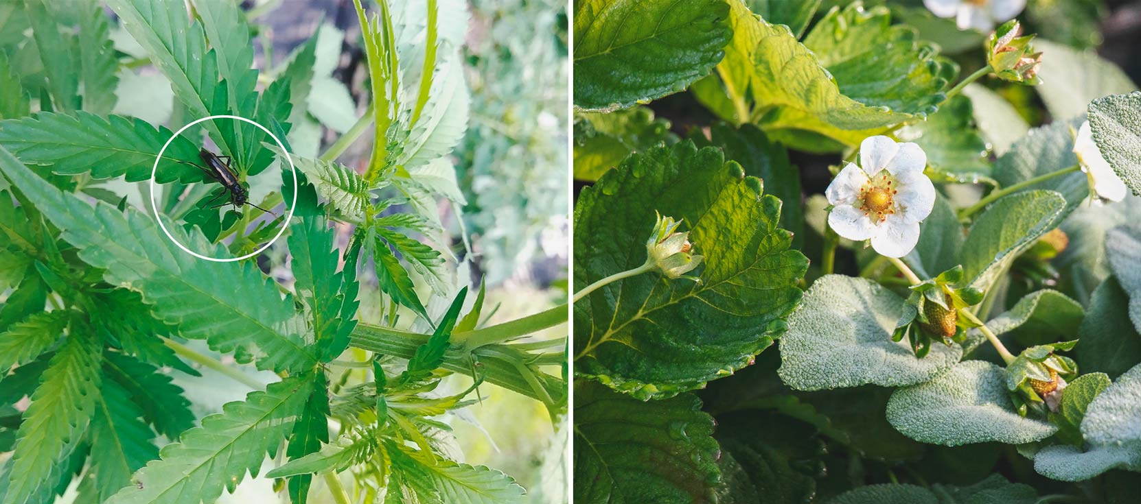 Hoe houd je krekels uit de buurt van je wietplanten?