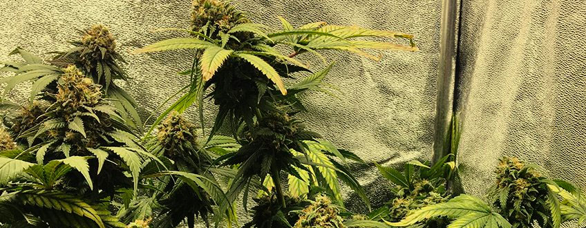 Royal Cookies Auto