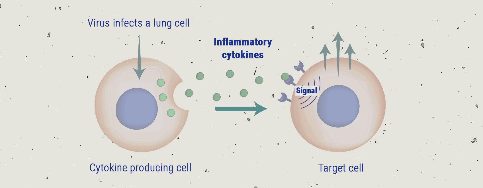 De cytokinestorm De cytokinestorm