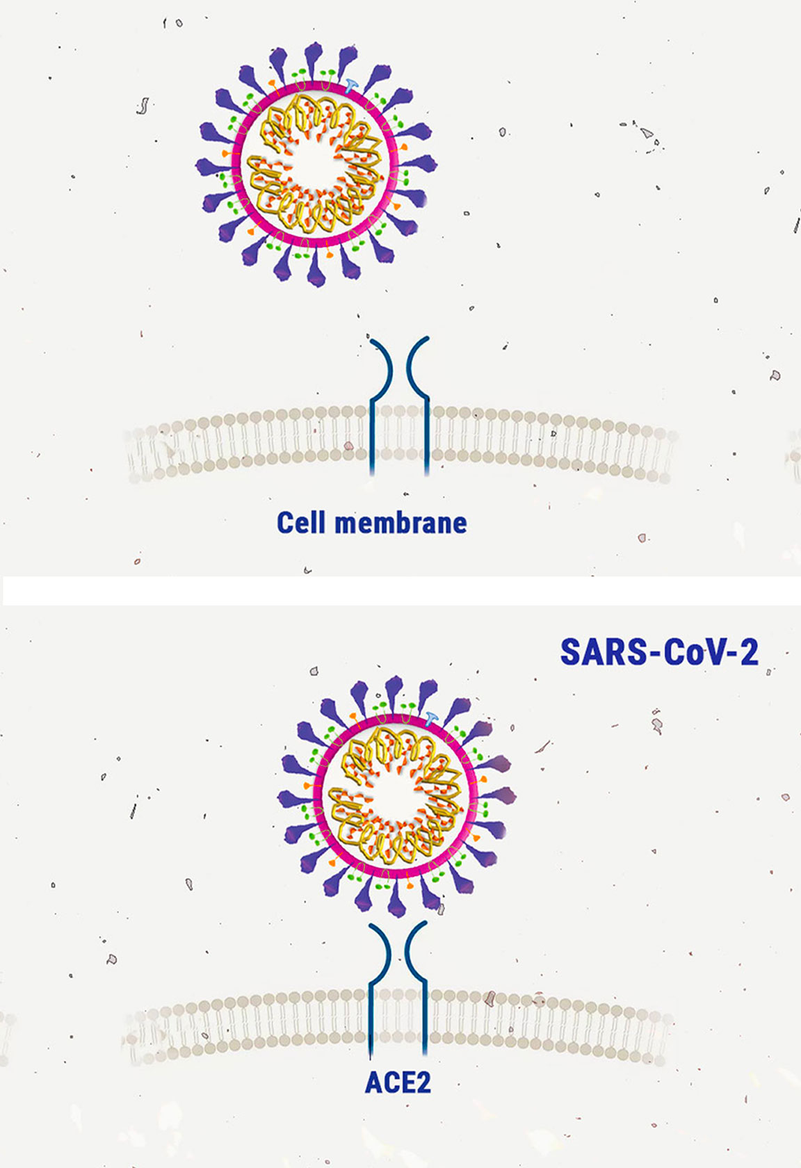 Wiet en het coronavirus: huidige onderzoeksresultaten