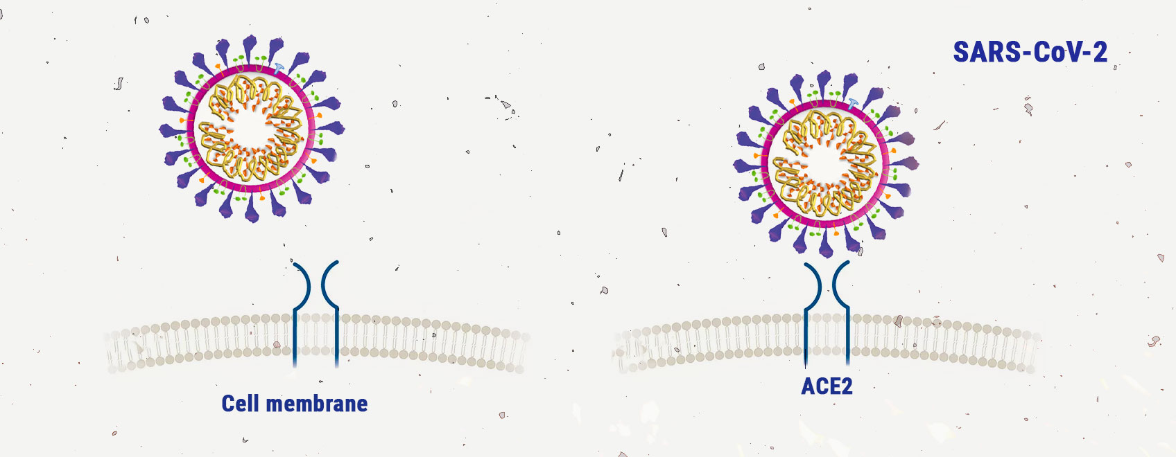 Wiet en het coronavirus: huidige onderzoeksresultaten Wiet en het coronavirus: huidige onderzoeksresultaten