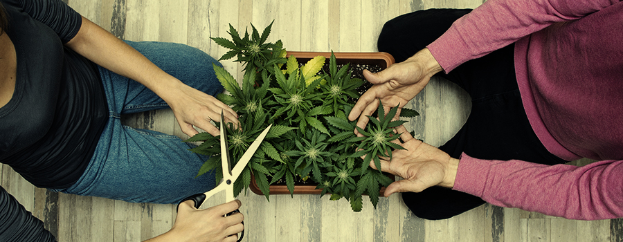 CANNABIS ZORGT VOOR LEUKERE MAALTIJDEN CANNABIS ZORGT VOOR LEUKERE MAALTIJDEN
