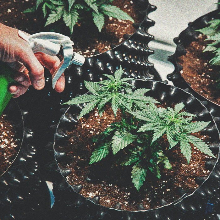 De Eenvoudigste Cannabisstrains voor Beginnende Kwekers