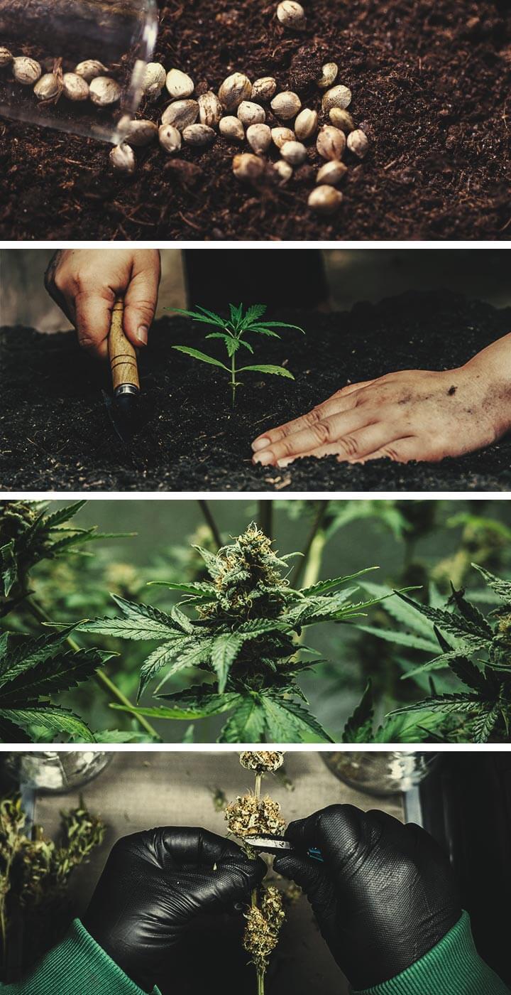 Craft Cannabis: Wat Je Moet Weten