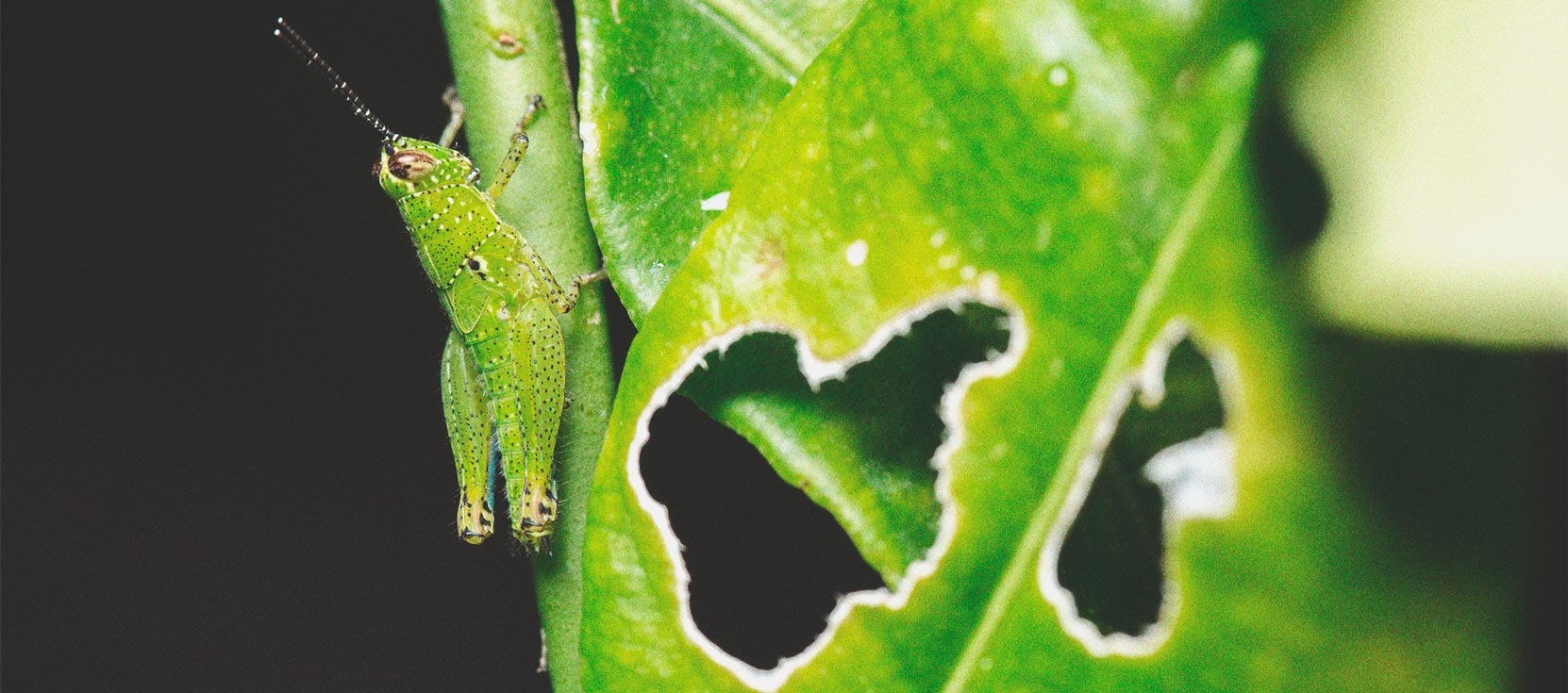 Hoe houd je krekels uit de buurt van je wietplanten?